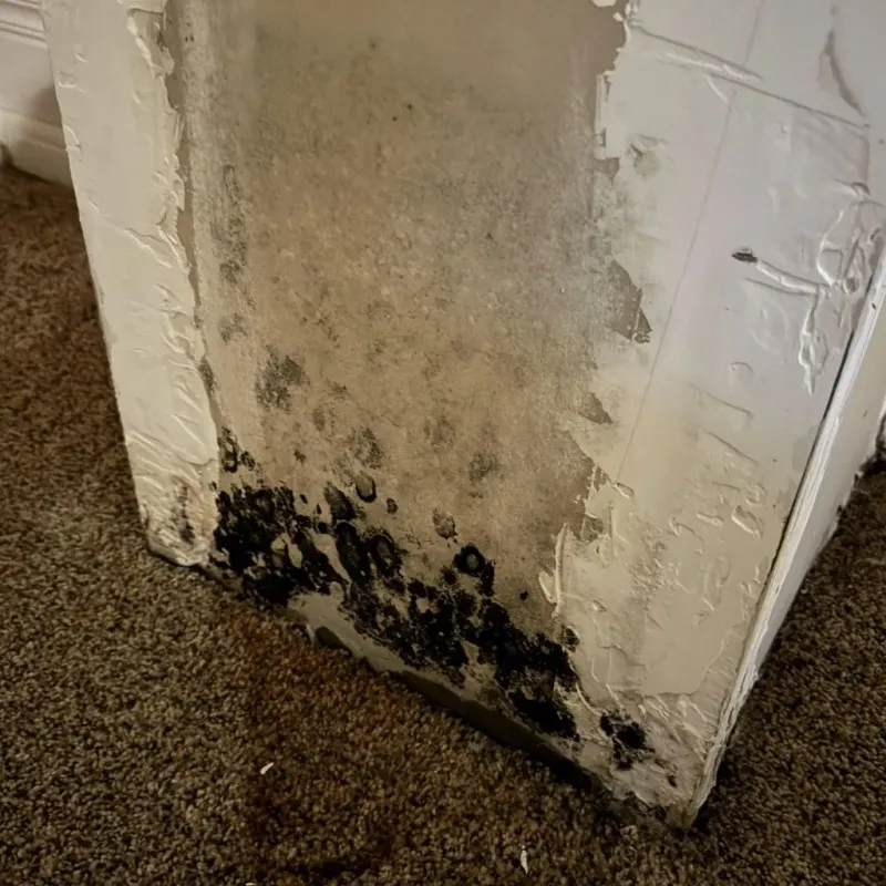 Professional Mold Removal in Brooklyn, OH